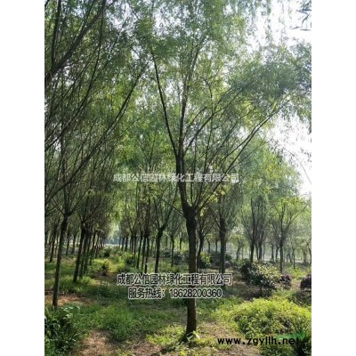 大量出售藍花楹，基地直銷