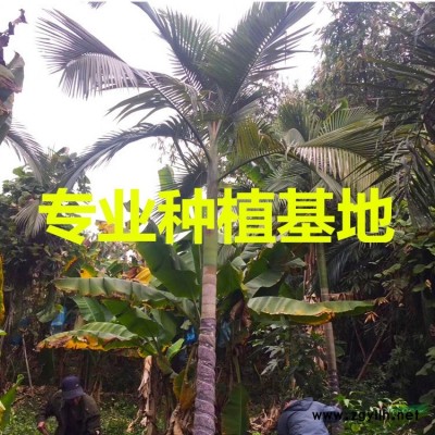 四川炮仗花批發 福建炮仗花價格 漳州鞭炮花基地鞭炮花供應炮仗..