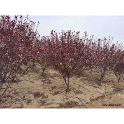 紫葉矮櫻球，紫葉矮櫻營養杯苗、大田苗