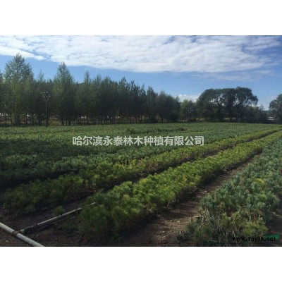黑龍江省專業(yè)紅松嫁接苗圃_.樟子松嫁接紅松