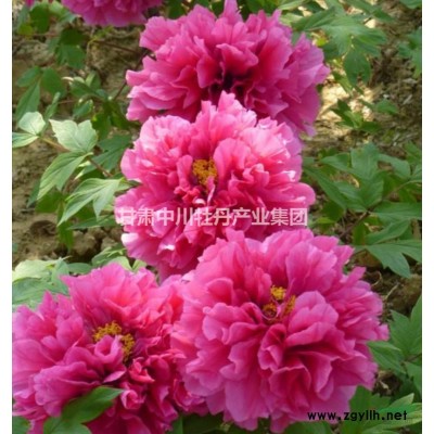 供應6-12公分優質紫斑牡丹一年株苗木15元