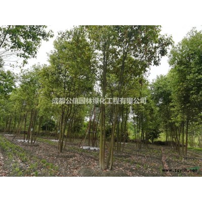 成都海桐球一手貨源大量出售