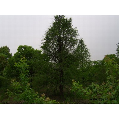 紅葉石楠球6行情報價\紅葉石楠球6圖片展示