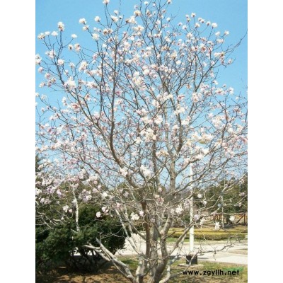 可供玉蘭，北京