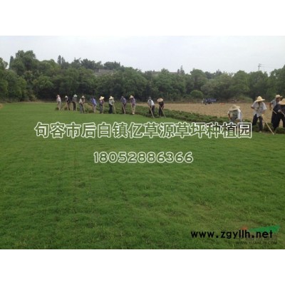 25公分的紅葉石楠苗0.3元上車(chē)價(jià)