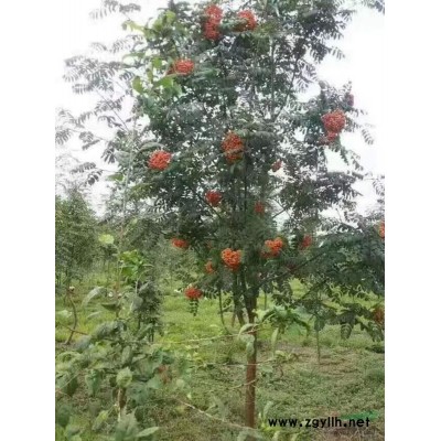 遼寧苗圃直銷蒙古櫟 叢生蒙古櫟 樹形優美 常年批發