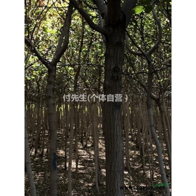 出售糖槭行道樹