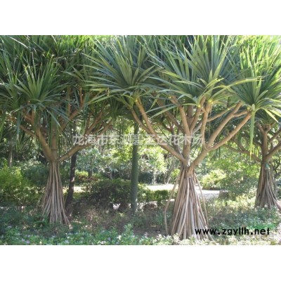 福建漳州火山榕基地各種規(guī)格大量批發(fā)供應(yīng)  自家貨源！