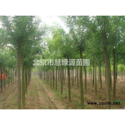 急售國槐樹苗種植基地整體低價轉讓