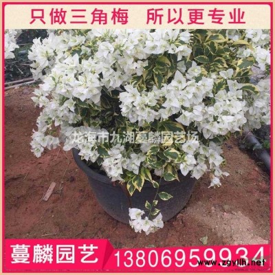 造型三角梅盆景