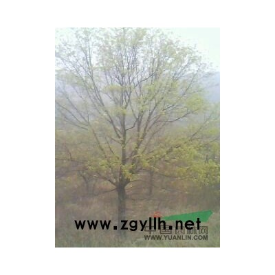 供應.5--20cm.裸根五角楓.北欒.