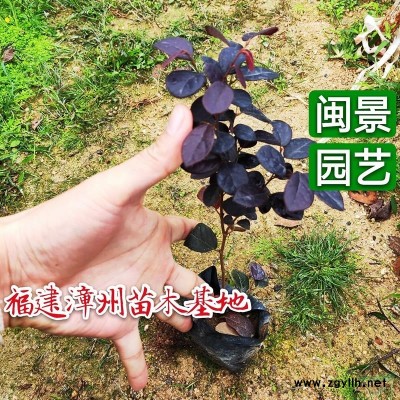 小澳洲杉高15到20厘米福建漳州苗木基地