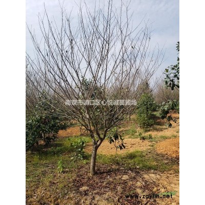 紅葉石楠價格 如何種植三大選擇