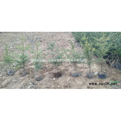 四米以上油橄欖