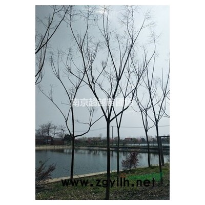 江蘇紅葉石楠球苗木基地*江蘇紅葉石楠球價格是多少