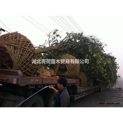 胸徑20的紅櫸優惠處理