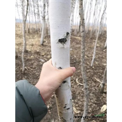 便宜白樺樹苗