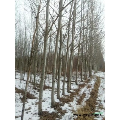 黑龍江地區供應3~14公分銀中楊10000株