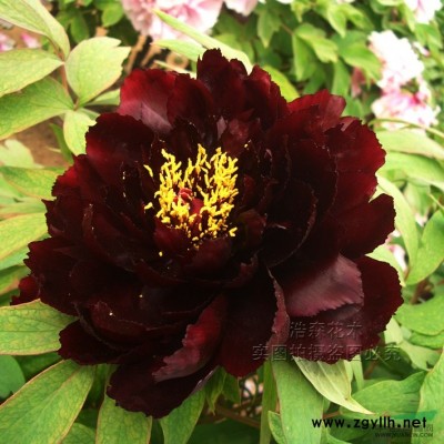 山東省菏澤浩森花木