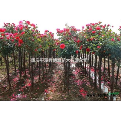 重慶樹狀月季基地大量長期供應(yīng)樹狀月季，樹狀玫瑰，造型月季