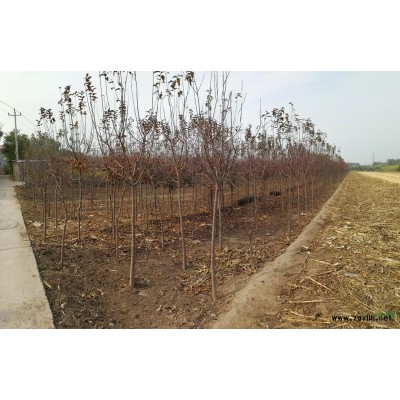 北美海棠-冬季觀果-冬奧會(huì)