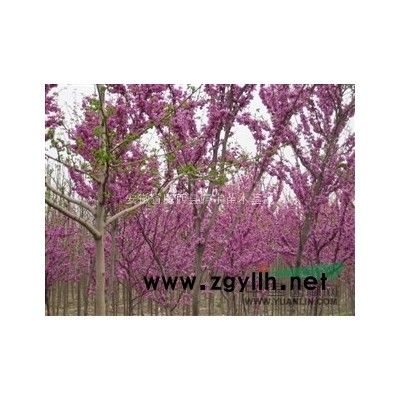 大葉黃楊球 大葉黃楊 安徽大葉黃楊球報價