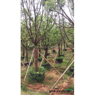 優質香樟苗*新價格/優質香樟苗報價