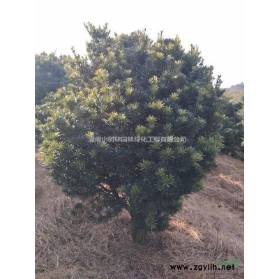 大量供應(yīng)紅繼木，杜鵑大杯苗