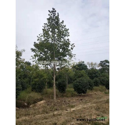 大量出售叢生大葉女貞2M-5M