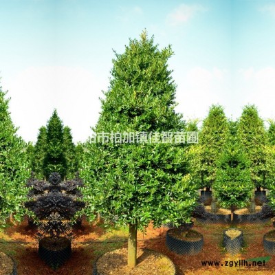 瀏陽中華蚊母造型樹/*優(yōu)質(zhì)中華蚊母/湖南精品中華蚊母