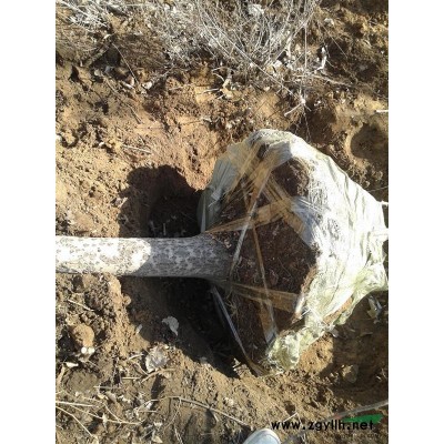 黑龍江供應銀中楊，毛白楊，楊樹苗，青皮楊，河北楊，糖槭