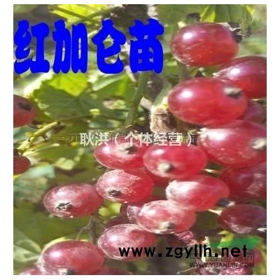 批發紅燈籠果苗 紅醋栗苗