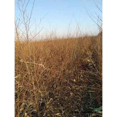 地接金葉榆80以上