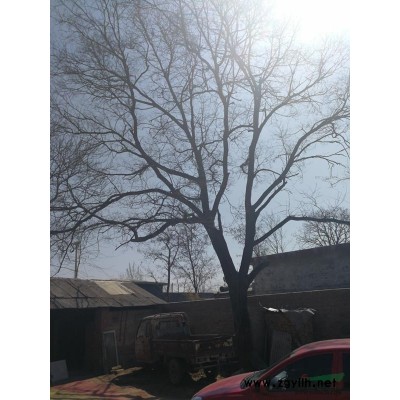 北京大興老式國(guó)槐樹(shù)一棵，60年樹(shù)齡