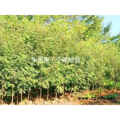 黑龍江省哈爾濱地區供應花秋