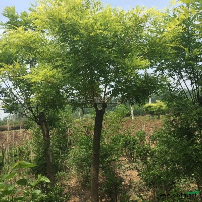 美人梅供應/美人梅圖片