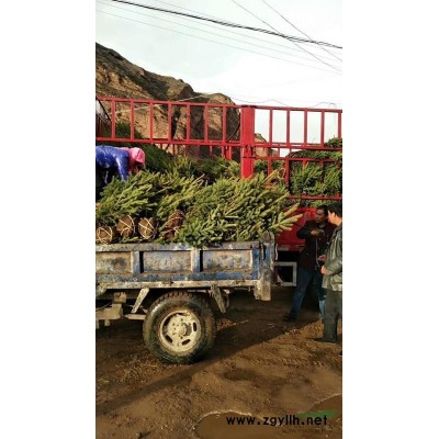 青海地區供應120-150公分云杉