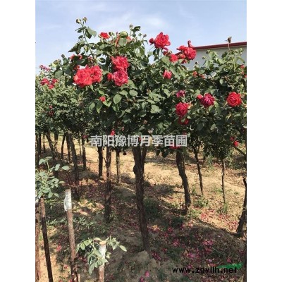 長期供應各種裸根月季盆花月季樹樁月季