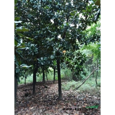 安徽銅陵胸徑量15cm廣玉蘭