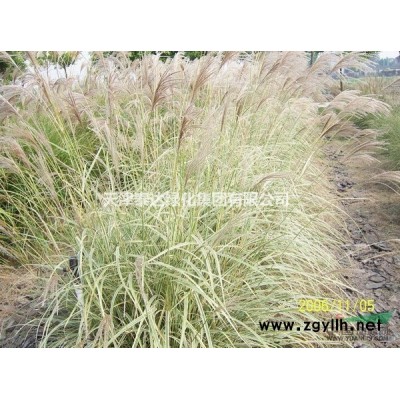 供應地徑3~10cm紅枝金葉絲棉木