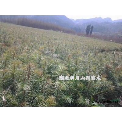 水杉小苗、株高20-60厘米、地徑0.2-2公分