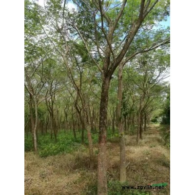 小葉欖、重陽木、雨樹