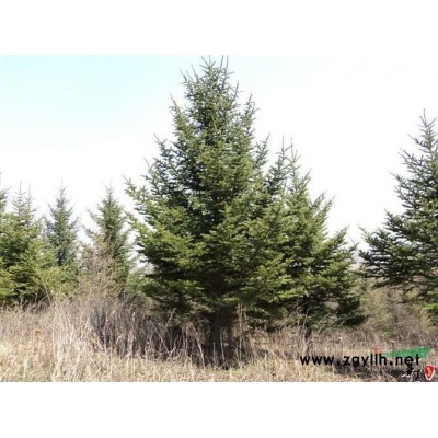 *供應(yīng)云杉，冷杉等綠化樹苗