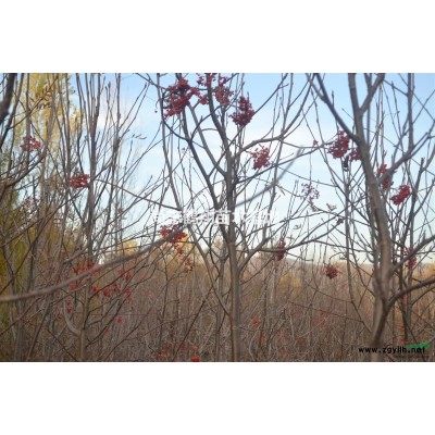 供應(yīng)胸徑0.5-4公分百花花楸