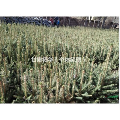 30到80公分云杉苗供應