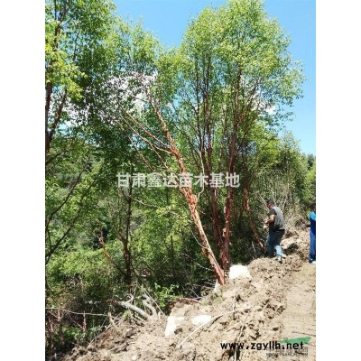 紅樺獨桿和重生均有，15--35