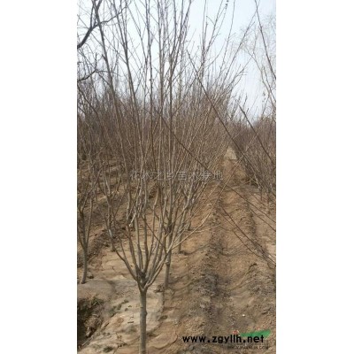 北京小波.女貞.各種苗木供應