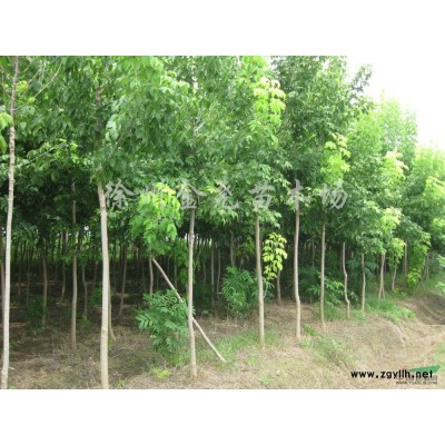 供應 金葉復葉槭小苗高度 20--200CM