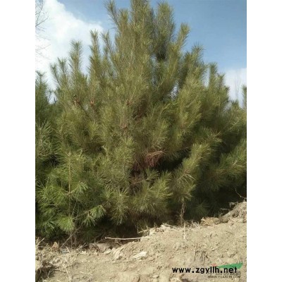 會寧地區供應大量油松