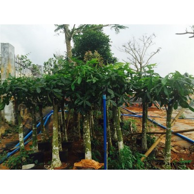 H150cm左右數量30~40，處理出售發財樹